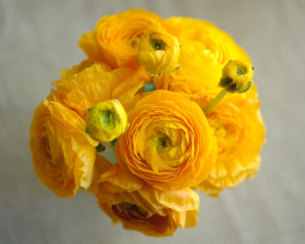 Hello Ranunculus!